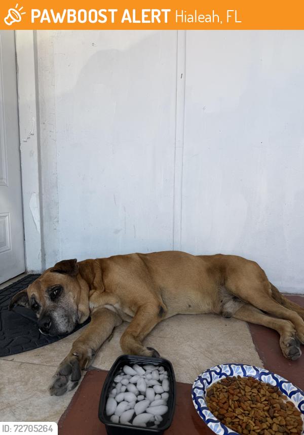 Found/Stray Female Dog last seen East Hialeah close to Miami International Airport, Hialeah, FL 33010