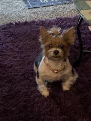 Lost Female Dog last seen Tally squares apt, Tallahassee, FL 32301