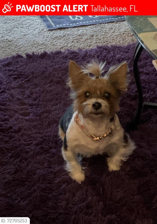 Lost Female Dog last seen Tally squares apt, Tallahassee, FL 32301