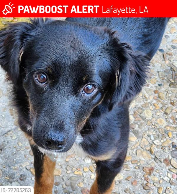 Lost Female Dog last seen Near Treasure Cove, Lafayette, LA 70508, Lafayette, LA 70508