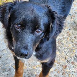 Lost Female Dog last seen Near Treasure Cove, Lafayette, LA 70508, Lafayette, LA 70508