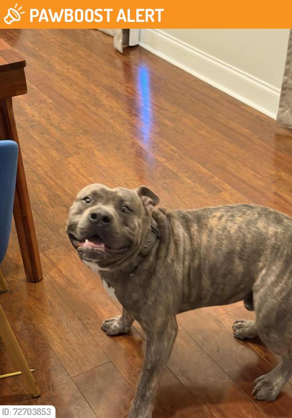 Found/Stray Male Dog last seen Mayo, Maricopa County, AZ 85254