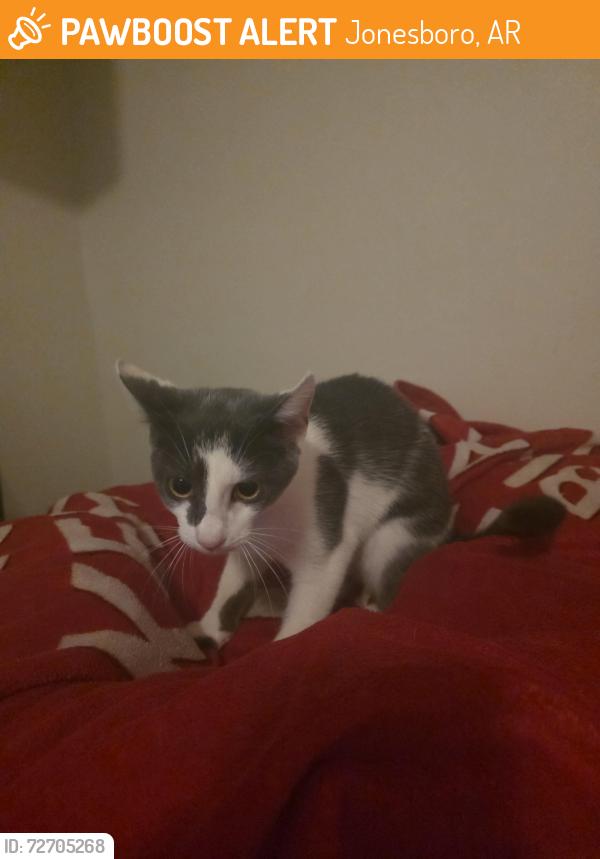 Found/Stray Female Cat last seen Gladiolus ests apmt , Jonesboro, AR 72404