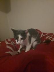 Found/Stray Female Cat last seen Gladiolus ests apmt , Jonesboro, AR 72404
