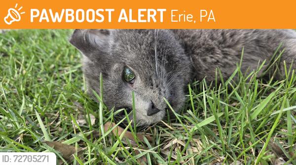 Found/Stray Male Cat last seen 32nd in the grass off the road , Erie, PA 16508