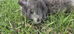 Found/Stray Male Cat last seen 32nd in the grass off the road , Erie, PA 16508