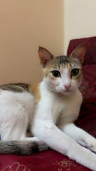 Lost Female Cat last seen Puranapool Darwaja, Hyderabad, TS 