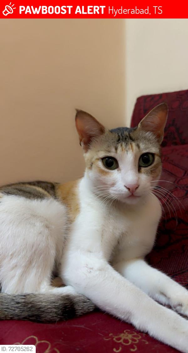 Lost Female Cat last seen Puranapool Darwaja, Hyderabad, TS 