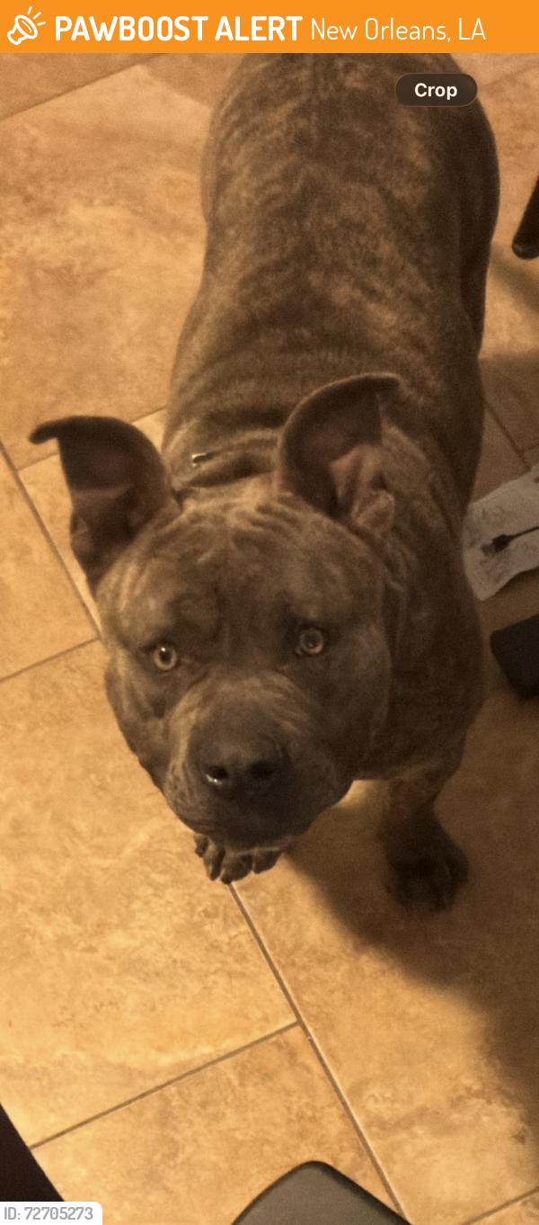 Found/Stray Male Dog last seen Mayo/Morrison, New Orleans, LA 70126