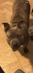 Found/Stray Male Dog last seen Mayo/Morrison, New Orleans, LA 70126