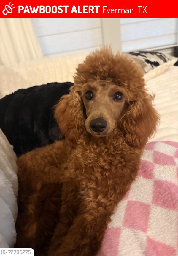 Lost Male Dog last seen South race street, Everman, TX 76140