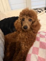 Lost Male Dog last seen South race street, Everman, TX 76140