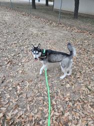 Found/Stray Unknown Dog last seen Near Walmart , San Marcos, TX 78666