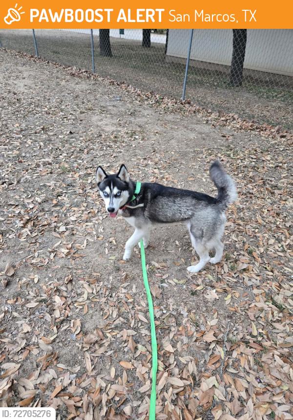 Found/Stray Unknown Dog last seen Near Walmart , San Marcos, TX 78666