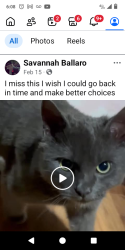 Lost Male Cat last seen Twin view trailer park , Redding, CA 96003