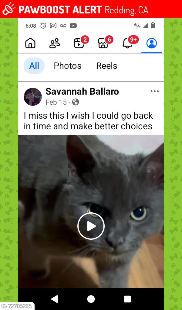 Lost Male Cat last seen Twin view trailer park , Redding, CA 96003