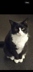 Lost Female Cat last seen Leyton station , Greater London, England E11 4EP