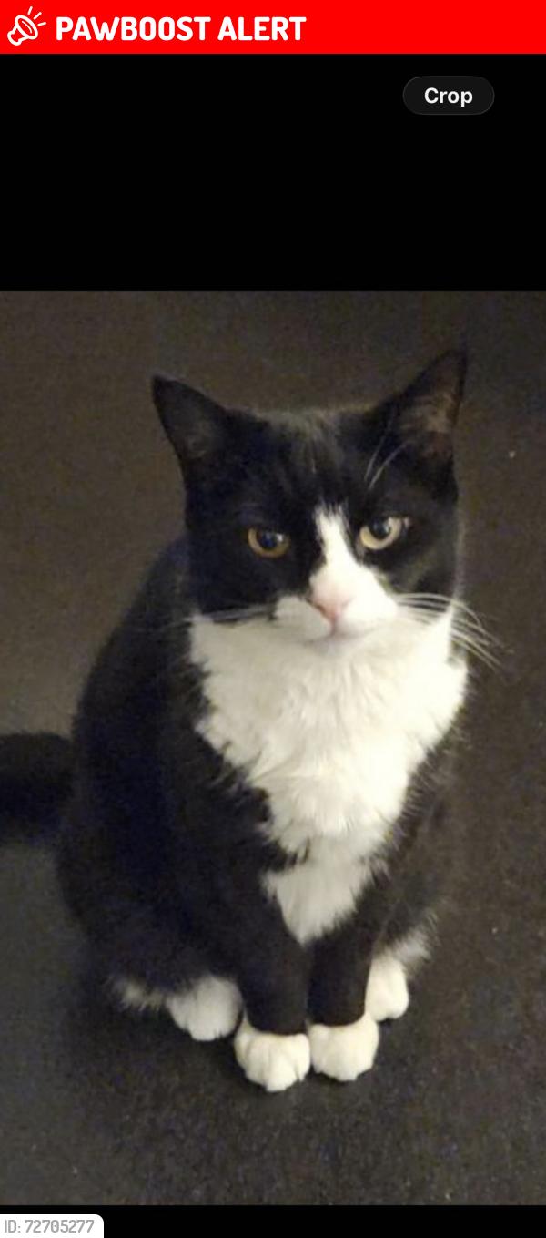 Lost Female Cat last seen Leyton station , Greater London, England E11 4EP
