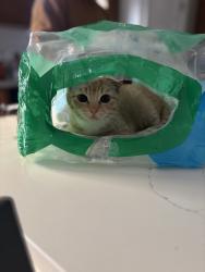Lost Female Cat last seen Banbridge, High Point, NC 27260