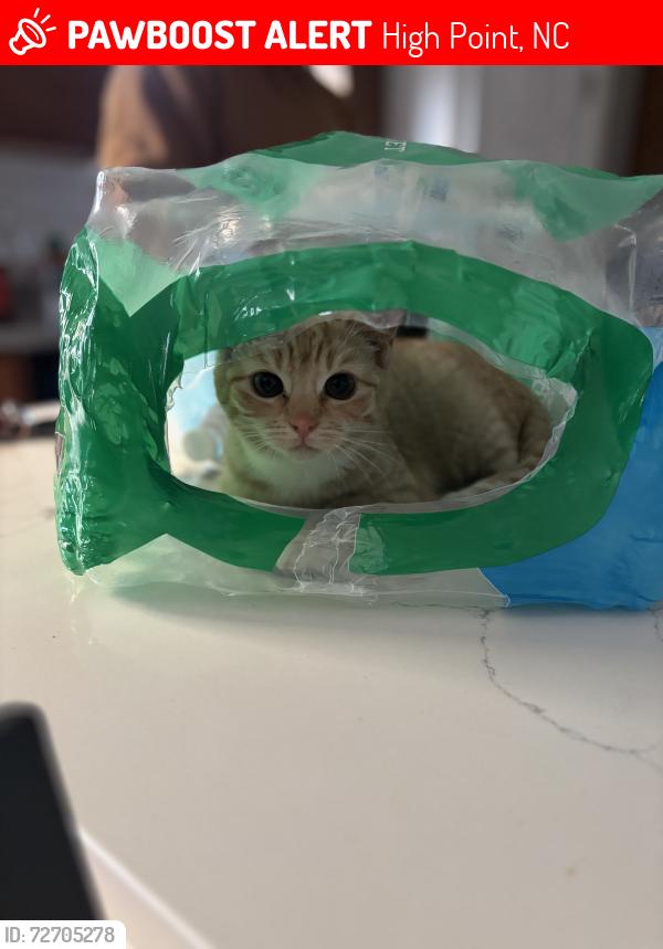 Lost Female Cat last seen Banbridge, High Point, NC 27260