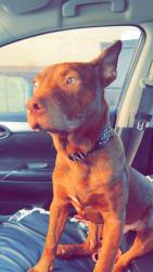 Lost Male Dog last seen Rome ga, Rome, GA 30161