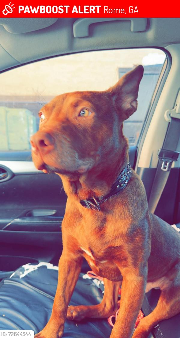 Lost Male Dog last seen Rome ga, Rome, GA 30161