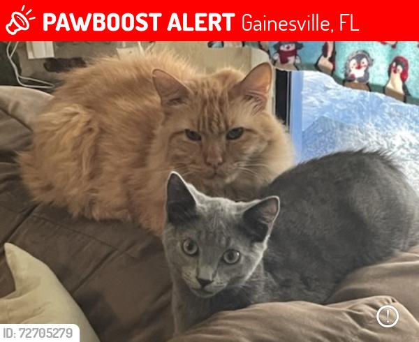 Lost Male Cat last seen NE 17th Ter, Gainesville, FL 32609