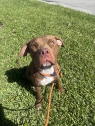 Shelter Stray Male Dog last seen AVENTURA MALL, Doral, FL 33122
