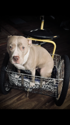 Lost Female Dog last seen Briarcliff rd ne at Clairmont rd, Atlanta, GA 30329