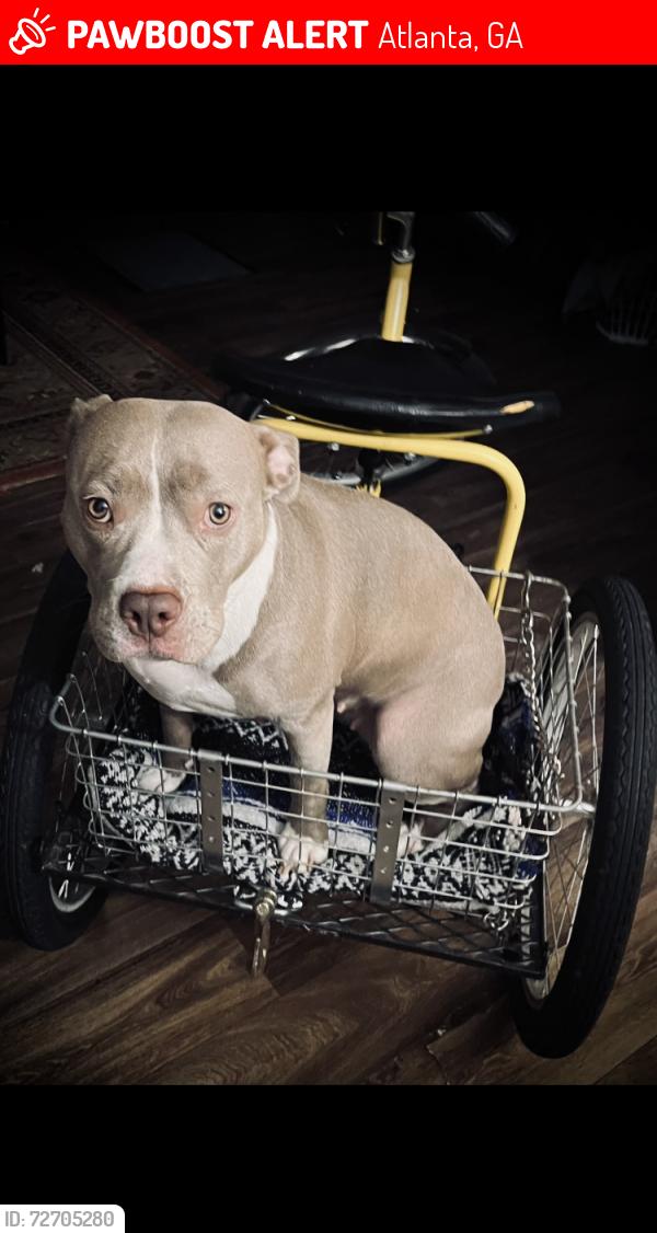 Lost Female Dog last seen Briarcliff rd ne at Clairmont rd, Atlanta, GA 30329