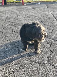 Found/Stray Unknown Dog last seen Ashby and Page, Creve Coeur Township, MO 63132