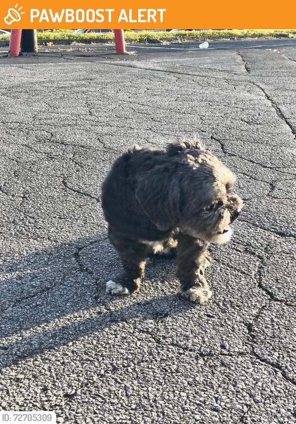 Found/Stray Unknown Dog last seen Ashby and Page, Creve Coeur Township, MO 63132