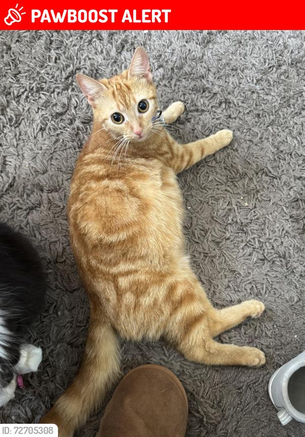 Lost Female Cat last seen A park, Bickington, England EX31 2FG