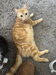 Lost Female Cat last seen A park, Bickington, England EX31 2FG