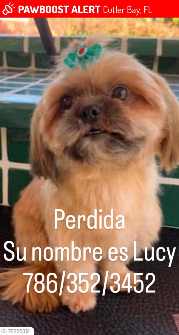 Lost Female Dog last seen Near st hmstd fl, Cutler Bay, FL 33157