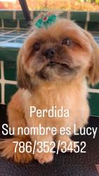 Lost Female Dog last seen Near st hmstd fl, Cutler Bay, FL 33157