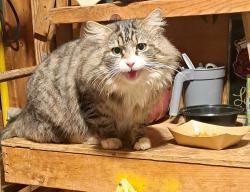 Found/Stray Unknown Cat last seen Thaxton Market, Thaxton, VA 24174