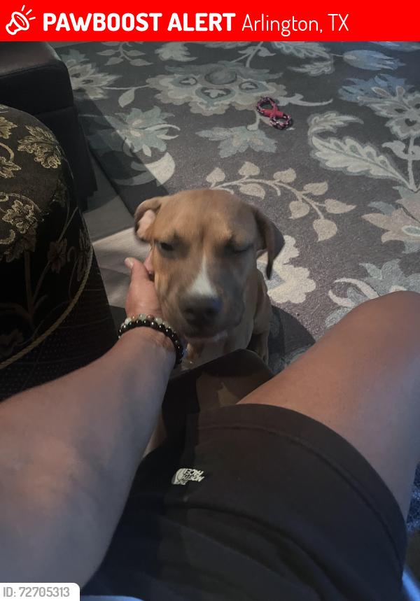 Lost Male Dog last seen Collins and Sublett, , Arlington, TX 76018