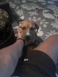 Lost Male Dog last seen Collins and Sublett, , Arlington, TX 76018