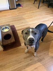 Found/Stray Female Dog last seen Coopers pond Dr, Lawrenceville, GA 30044