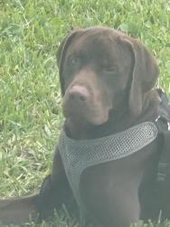 Found/Stray Male Dog last seen Camino Real , Boca Raton, FL 33433