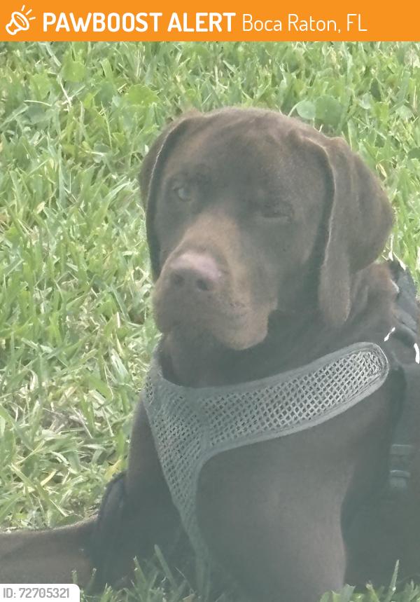 Found/Stray Male Dog last seen Camino Real , Boca Raton, FL 33433