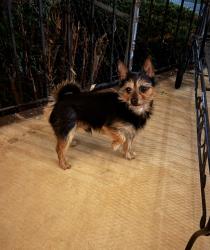 Found/Stray Unknown Dog last seen Friendship Manor NW, Roanoke, VA 24040
