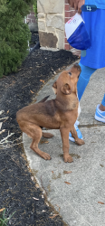 Found/Stray Unknown Dog last seen Golden Plantation Lane , Rosharon, TX 77583