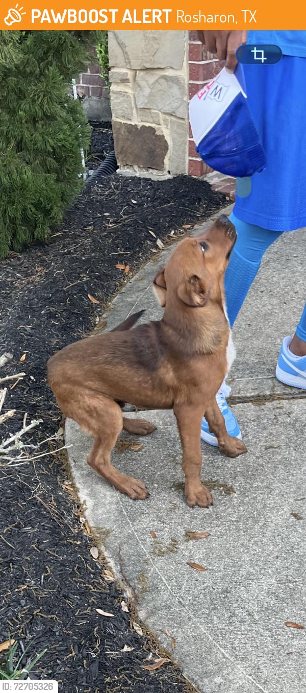 Found/Stray Unknown Dog last seen Golden Plantation Lane , Rosharon, TX 77583