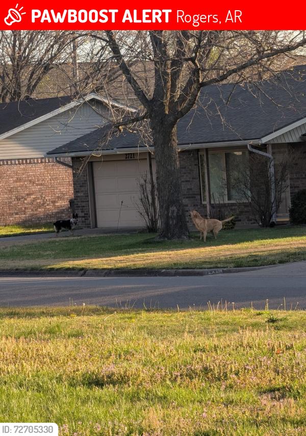 Lost Female Dog last seen Turtle Creek Subdivision , Rogers, AR 72756