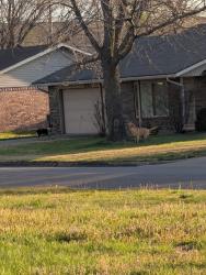 Lost Female Dog last seen Turtle Creek Subdivision , Rogers, AR 72756