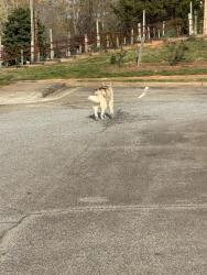 Found/Stray Unknown Dog last seen Whitehurst Rd. Near painted paint, Greensboro, NC 27410