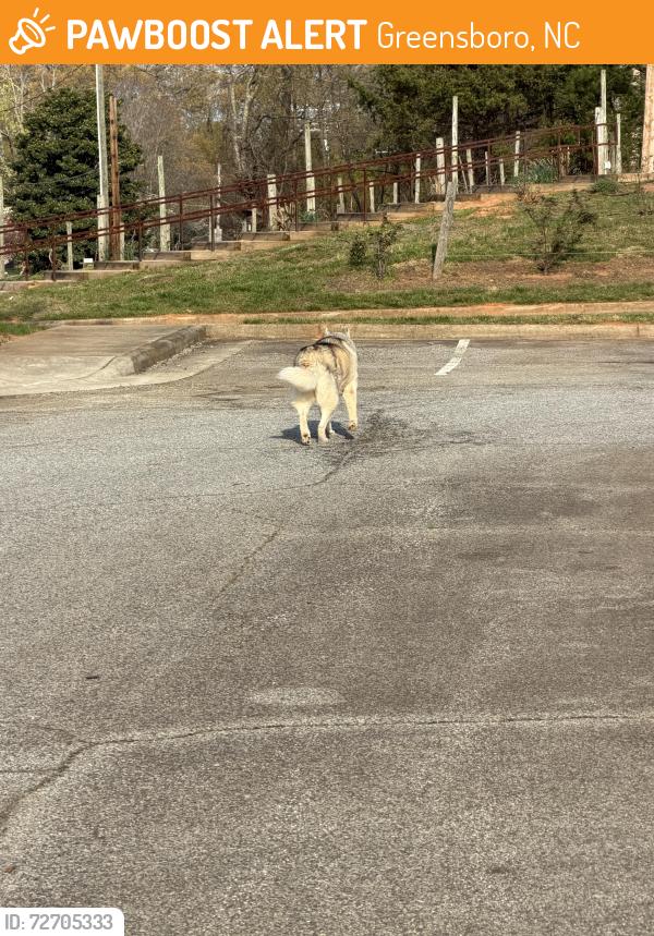 Found/Stray Unknown Dog last seen Whitehurst Rd. Near painted paint, Greensboro, NC 27410