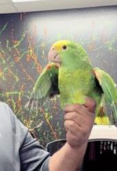 Lost Female Bird last seen Stokes, San Jose, CA 95128